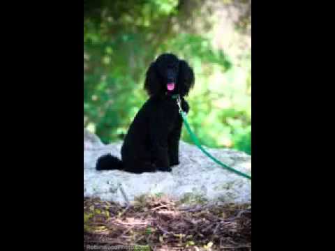 Poodle dog picture gallery Video