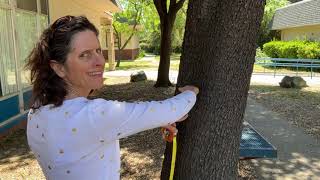 Measuring tree DBH