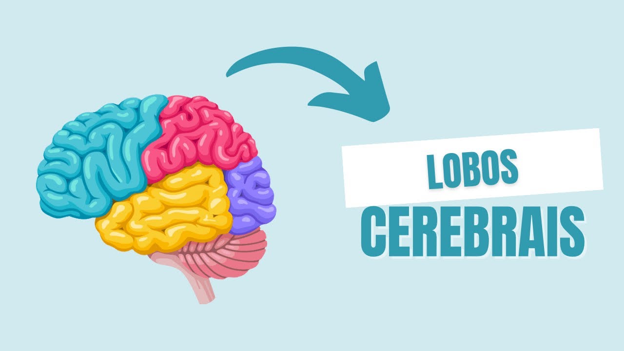 Funções dos lobos cerebrais | NEUROANATOMIA