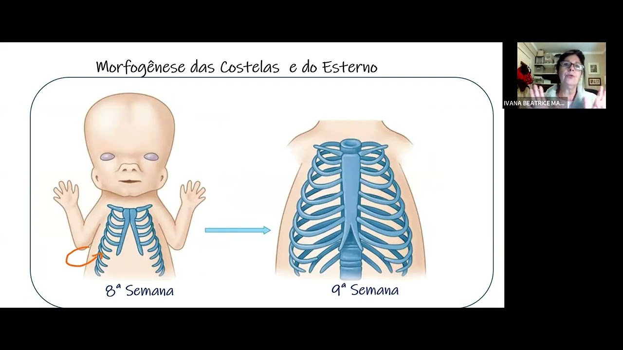 Embriologia do sistema esquelético e muscular