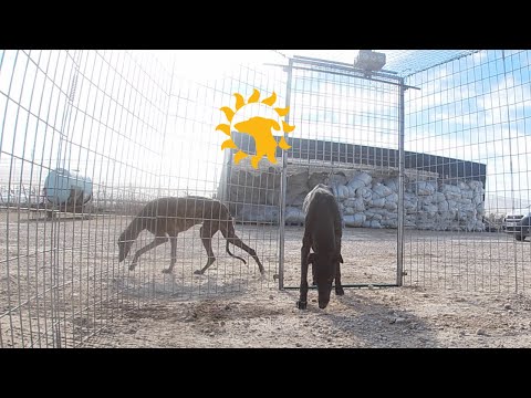 CATCHING TWO GALGOS TOGETHER!