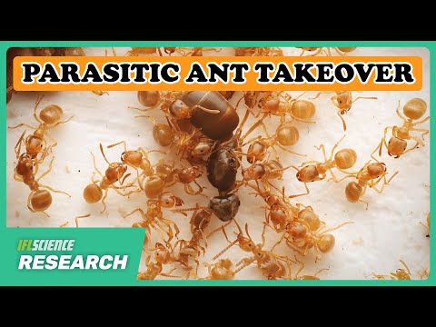 Where Do Parasitic Guest Ants Live