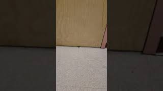 Roaches of Airway. L.M.A. like Device. Part 2.
