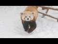 Red Pandas Playing in the Snow! - SLOWMO!