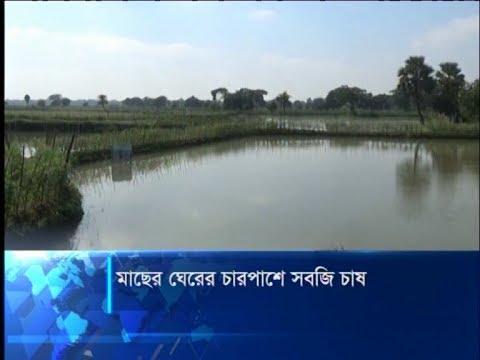 মাছের ঘেরের চারপাশে সবজি চাষ