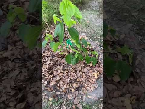 Himalayan Red Mulberry tree..Long skinny fruit.. Very sweet strawberry🍓like flavor. 9B 11/19/22