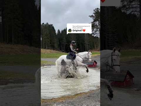 Toronto’s Naughty Day ctto:@eq_angelin #horse #equestrian #horseriding #funny #amazing #viralshorts