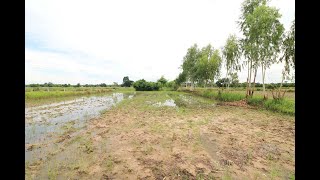 5+ Rai Of Opportunity Land For Sale, Ban Tat, Udon Thani, Thailand