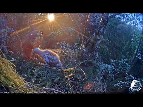 LDF Mazais ērglis , ligzda bērzā 06.07.2023 21:42