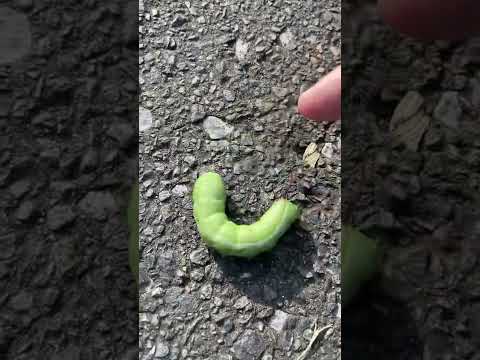 蝶を庭に引き寄せる理由と方法を知りたいですか？生物学的連鎖におけるそれらの役割は何ですか?  庭園