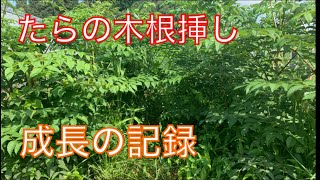 《山菜》たらの木根挿し苗成長の記録