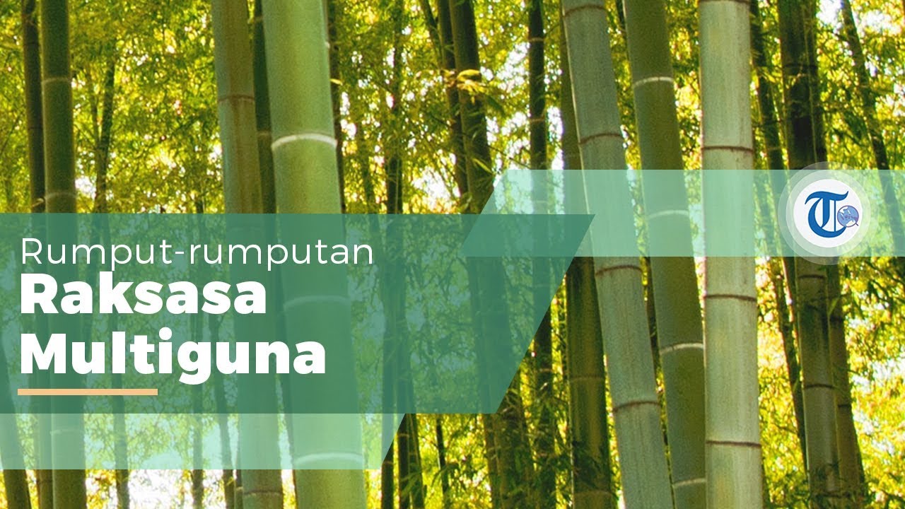Tanaman Bambu Tanaman Jenis Rumput rumputan Raksasa yang Tanaman Bambu Tanaman Jenis Rumput rumputan Raksasa yang