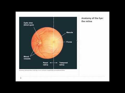 OSSM Neuro Chapter 9 - Anatomy of the Retina