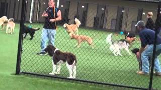 Playtime fun at Pet Paradise Charlotte!