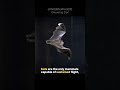 Bats: The only Mammals achieved true flight  🦇  😮  #animals #shorts #bats #fyp