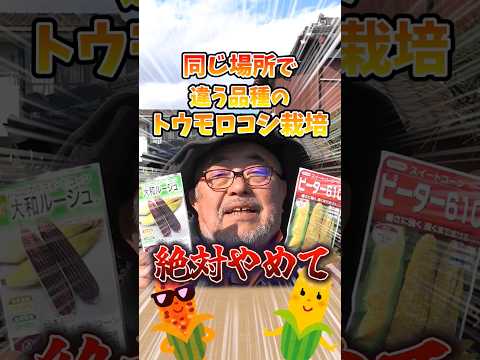 垂直菜園のどの野菜ですか?増加傾向にあるトップ 10 種  庭園