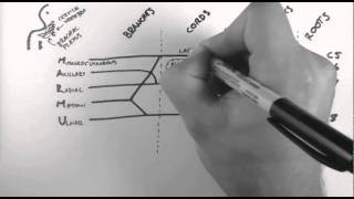 Brachial Plexus