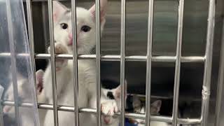 Housing and Beaumont Animal Care Serving Our City | City of Beaumont, Texas