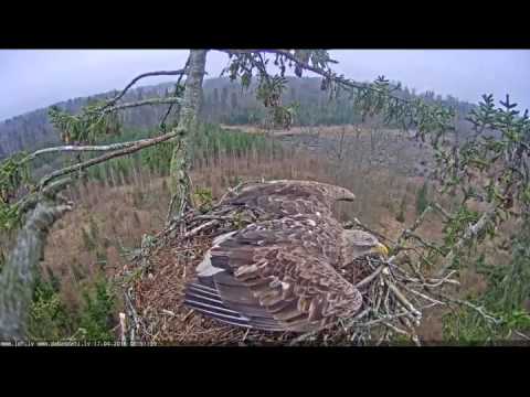 2016 04 17 08h50m46s  juras erglis  young eagle flew away