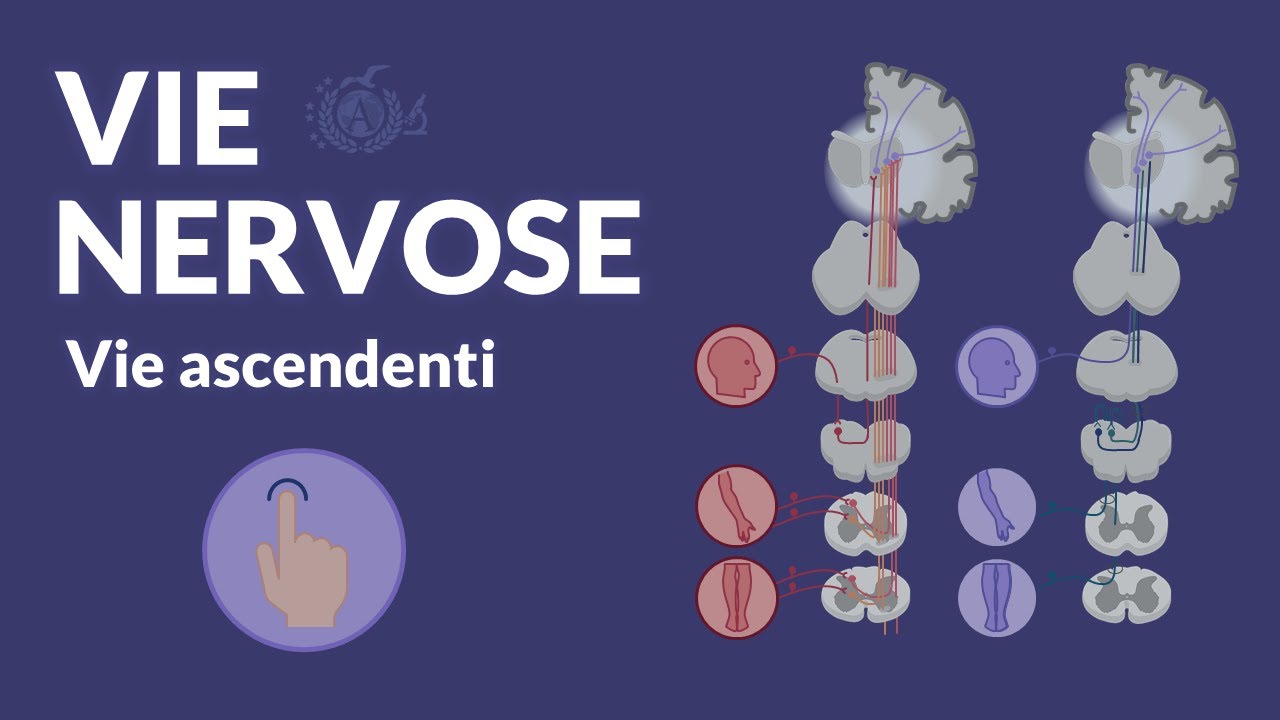 VIE NERVOSE: Vie ascendenti - Neuroanatomia