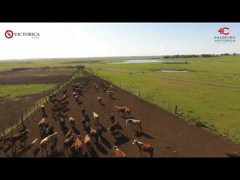 Video de YouTube - Campo en Paysandú  Ref. 5439