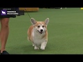 Pembroke Welsh Corgi Breed Judging 2020