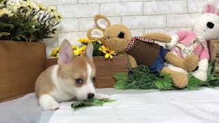 Video preview image #1 Pembroke Welsh Corgi Puppy For Sale in BEVERLY HILLS, CA, USA