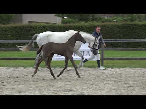 Ampersand van de Kerselaere Z