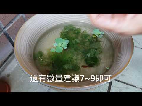 養魚方法