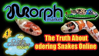 How to Shop for Reptiles. Odering snakes online. Things to consider before  you purchase a reptile!