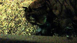 tiger eats horse head