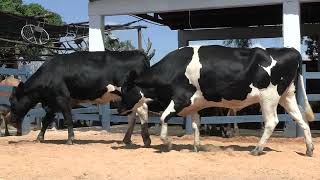 Vídeo 152 - 1ª ETAPA MEGA LIQUIDAÇÃO TOTAL AGROPECUÁRIA MARAJOARA - DIA 4 | GADO GIROLANDO E HOLANDÊS