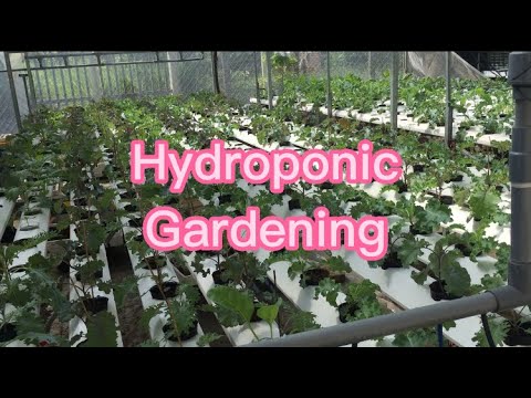 Day 35 Finish - How to pack kale seedlings on a hydroponic system? - Gardening Diary