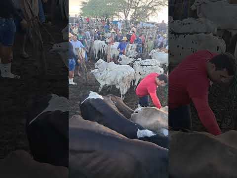Feira de gado de tabira pe  29/04/ 2026
