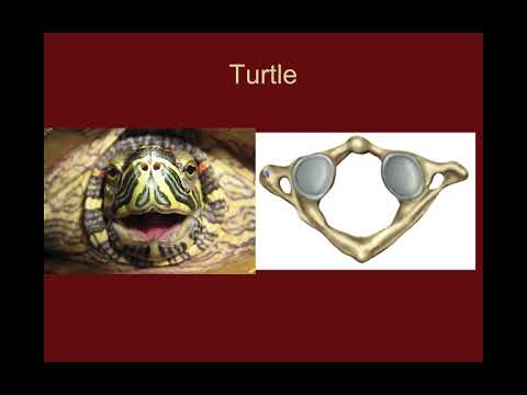 NAU Bio 201 Lab 3 – Axial Skeleton (Vertebrae and Ribs)