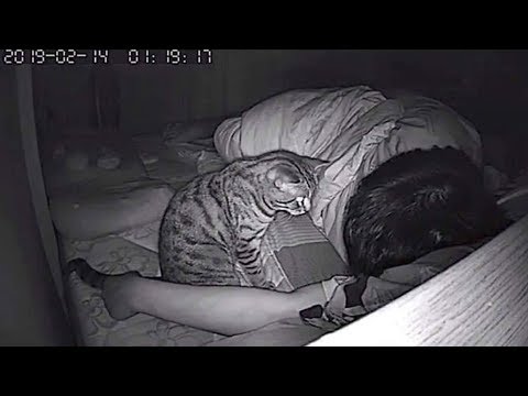 Он поставил скрытую камеру! И вот, что делает кошка, пока он спит