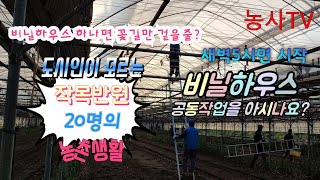 오이재배, 오이 작목반원들이 모여 비닐하우스 비닐교체 공동작업[농사TV]