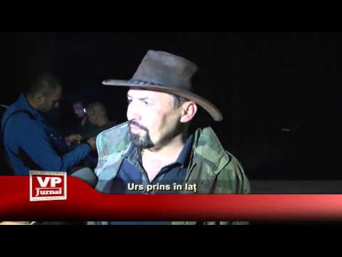 Urs prins în laț
