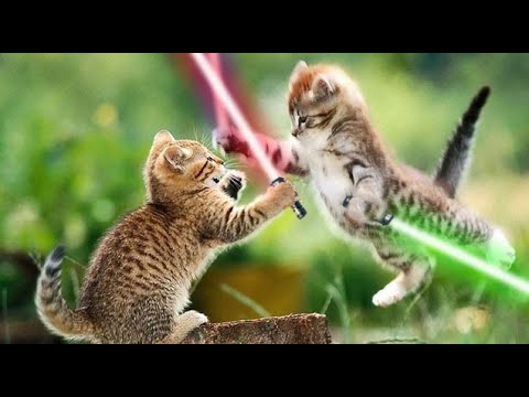 Cat Jedi Compilation 2021 | Funniest Animals Videos