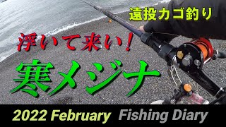 【遠投カゴ釣り】 場所変え３か所目でやっと出た　浮かせて釣る寒メジナ