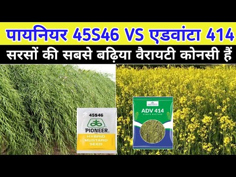 Pioneer 45S46 VS Advanta 414 / इनमें से कौनसी वैरायटी बेस्ट हैं / Mustard veriety / Sarso ki kheti