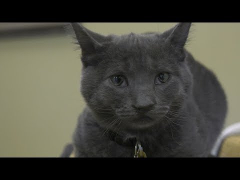 The Cleft Kitten: Creating a New Smile for a Tiny Patient