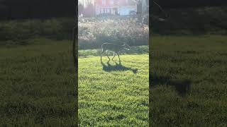 Doe and fawns sneaking by #deer