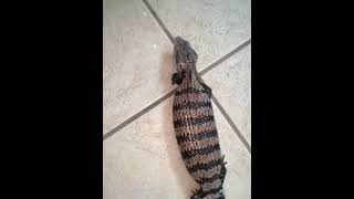 Blue-Tongued Skink Reptiles Videos