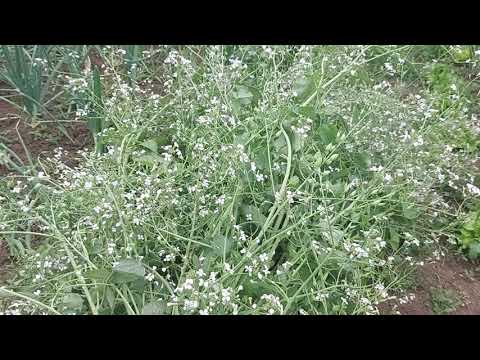 Radieschensamen ernten