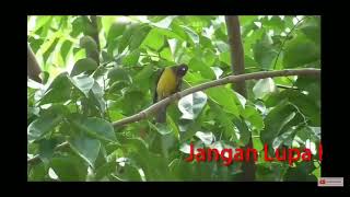Download lagu BURUNG KORLAP SUARA ALAM#KOLIBRI KELAPA SUARA ASLI ALAM#COCOK UNTUK PIKAT#BURUNG WICU WICU. mp3