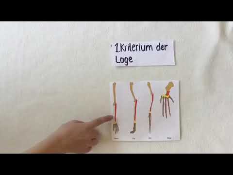 Entwicklungswege ( Homologie &Analogie )