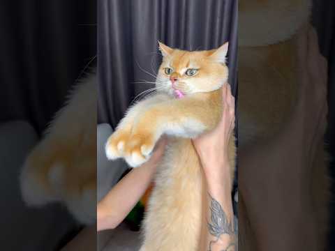 Cat Nika gave me the best manicure! #cat #cats