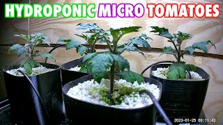 Hydroponic Micro Tomatoes in Table Top Bato Bucket Hydroponic System
