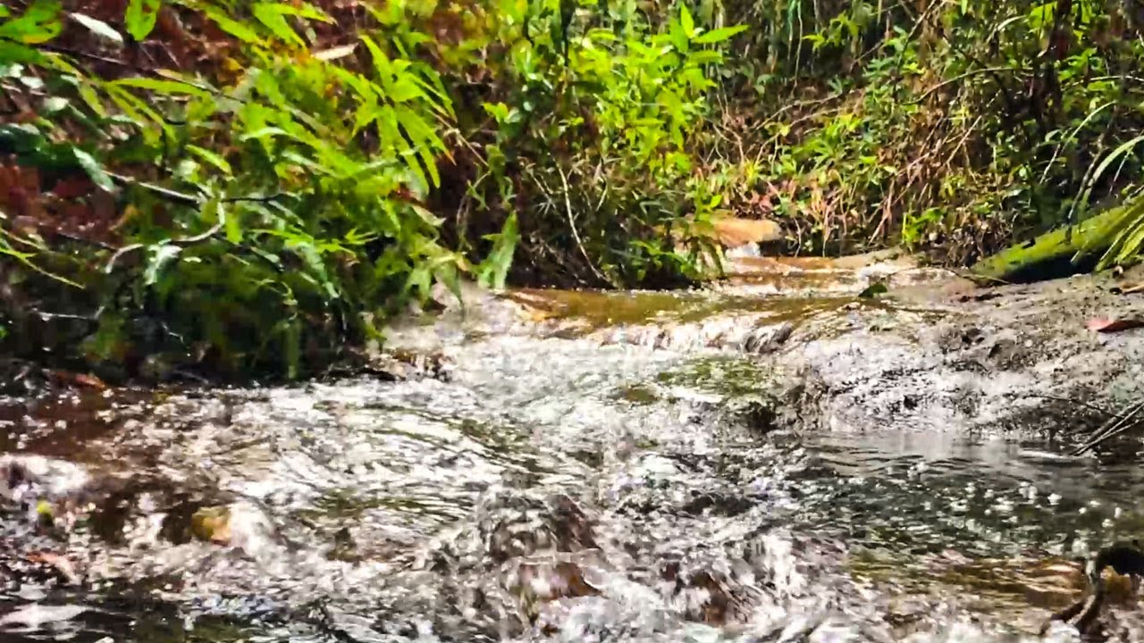 Best Time To Relief Stress & Anxiety In Mind With Streaming Water Accompanied by Bird Chipping #Ep50